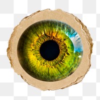 Green eye png iris sticker, ripped paper, transparent background