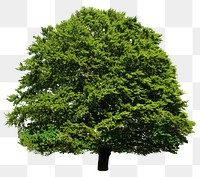 Lush tree  png sticker, transparent background