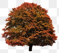 Autumn tree png sticker, transparent background