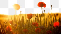 Red poppies png border, transparent background