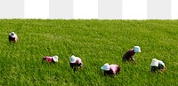 Paddy field png border, transparent background