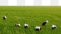 Paddy field png border, transparent background