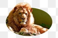 Lion png sticker, wildlife photo badge, transparent background