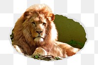 Lion png sticker, wildlife photo in ripped paper badge, transparent background