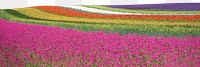 Tulip field png border sticker, nature on transparent background