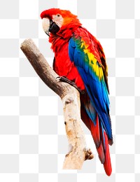 Macaw parrot png sticker, bird transparent background