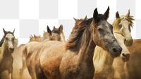 Horses png border sticker, animal, transparent background