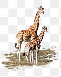 Giraffes png sticker, animal, transparent background