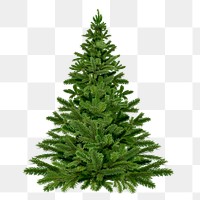 Christmas tree png sticker, fir on transparent background