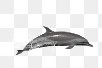 PNG Dolphin jumping, collage element, transparent background