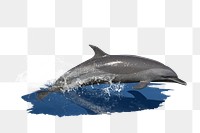 PNG Dolphin jumping, collage element, transparent background
