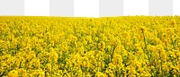 Rapeseed flower field png border, transparent background