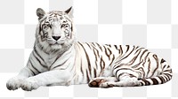 Siberian tiger png sticker, wild animal transparent background