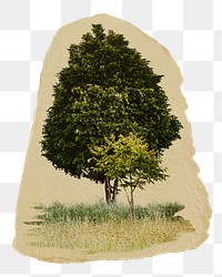 Lone tree png sticker, ripped paper, transparent background