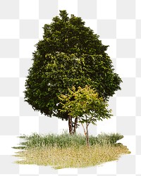 Lone tree png sticker, transparent background