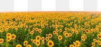 Sunflower field png border, transparent background