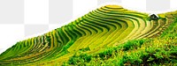 Rice terrace png border, transparent background, ripped paper, agriculture