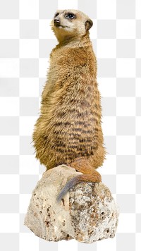 Meerkat png sticker, animal, transparent background