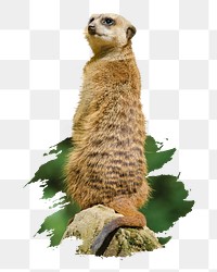 Meerkat png sticker, animal, transparent background