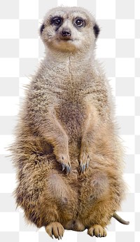 Mongoose png sticker, wildlife cut out, transparent background