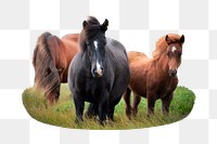 Icelandic horses png sticker, animal, transparent background