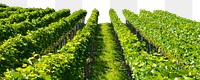 Aesthetic vineyard png border, transparent background, farming, agriculture design