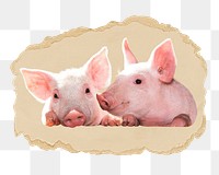 Pigs png sticker, ripped paper, transparent background