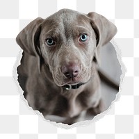 Weimaraner dog png sticker, puppy with blue eyes in ripped paper badge, transparent background