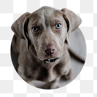 Weimaraner dog png sticker, puppy with blue eyes badge, transparent background