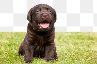 PNG black labrador retriever puppy, collage element, transparent background