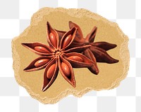 Star anise png sticker, ripped paper, transparent background