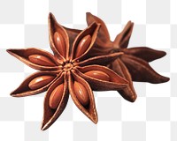 Star anise png sticker, food ingredient image, transparent background