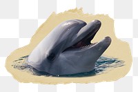 Cute dolphin png sticker, ripped paper, transparent background