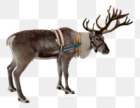 Reindeer png sticker, wild animal transparent background