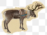 Reindeer png sticker, wildlife ripped paper, transparent background