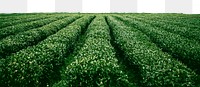 Tea field png border sticker, nature on transparent background