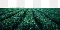 Tea leaves png border, transparent background