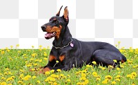 PNG doberman dog lying on flower field, collage element, transparent background