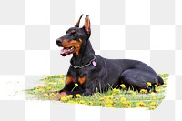 PNG doberman dog lying on flower field, collage element, transparent background