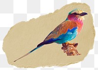 Png blue jay bird sticker, wildlife ripped paper, transparent background