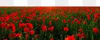 Red poppies png border, transparent background