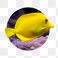 Yellow fish png sticker, marine life photo badge, transparent background