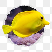 Yellow fish png sticker, marine life photo in ripped paper badge, transparent background