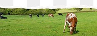 Livestock farm png border, transparent background 