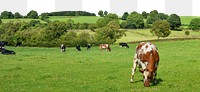 Livestock farm png border, transparent background 