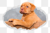 Png French Mastiff dog sticker, cute pet photo in ripped paper badge, transparent background