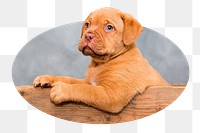 Png French Mastiff dog sticker, cute pet photo badge, transparent background