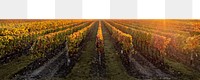 Grape field png border, transparent background