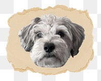 Miniature Schnauzer puppy png sticker, ripped paper, transparent background