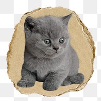 British short hair png kitten sticker, ripped paper, transparent background